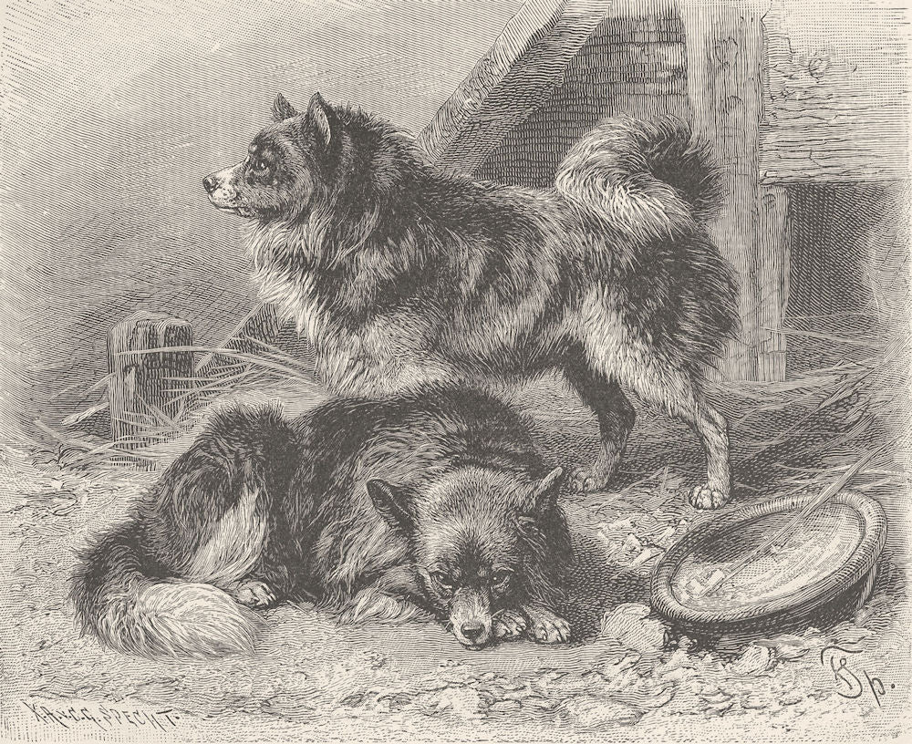 DOGS. The Pomeranian dog 1893 old antique vintage print picture